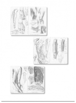 Анатомия для художника: Самое полное пособие по изображению человека Бомбора