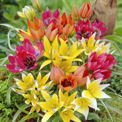 Тюльпаны ботанические  микс Десять отборных луковиц ботанических тюльпанов