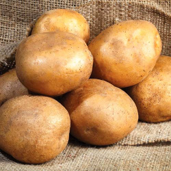 Картофель Киви  это универсальный сорт картофеля любительской селекции