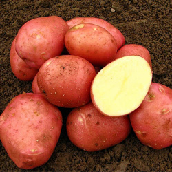 Картофель Беллароза  это раннеспелый сорт для открытого