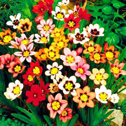 Спараксис  микс Тропическое растение с нежными цветочками и узкими листьями