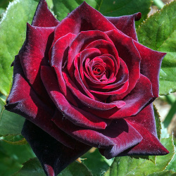 Роза чайно гибридная Черная магия Бокалообразные