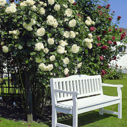 Роза плетистая Мон Блан Плетистые розы Монблана своей хрупкой первозданной