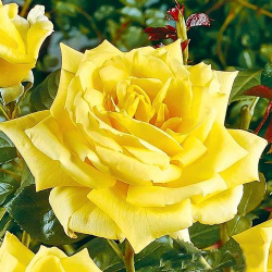 Роза чайно гибридная Ландора имеет яркую желтую