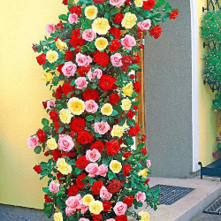 Комплект плетистых роз Триколор из 3 сортов 
