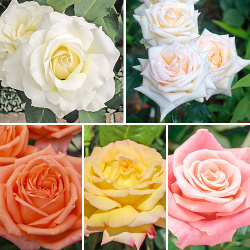 Комплект чайно гибридных роз Парфюм из 5 сортов Поклонники розы  королевы цветов