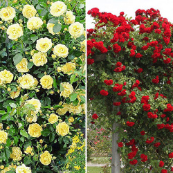 Комплект плетистых роз Дуо из 2 сортов Плетистые розы эффектны и универсальны