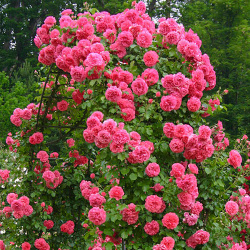 Роза плетистая Ютерсен — один из самых известных сортов
