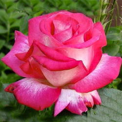 Роза чайно гибридная Роз Гожар 