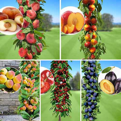 Комплект колоновидных деревьев Любимые фрукты из 5 саженцев 