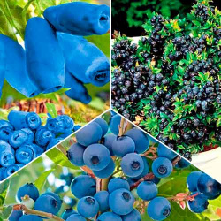 Комплект Вкусные ягоды из 3 саженцев Синие не вызывают аллергии