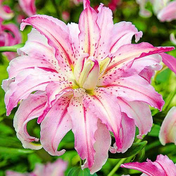 Лилия восточная махровая Брокен Харт Густомахровые розовые цветы лилии украсят