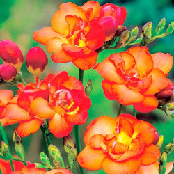 Фрезия Дабл Оранж Растение станет отличной основой для любой клумбы