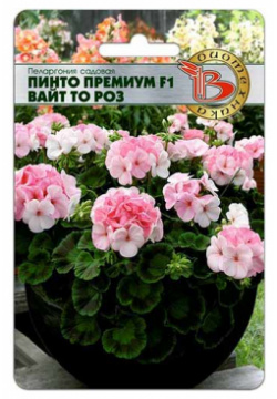 Пеларгония садовая Пинто Премиум Вайт то Роз F1 Биотехника 