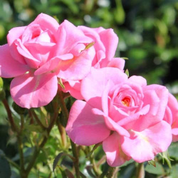 Роза спрей Шугар Беби  красивая миниатюрная