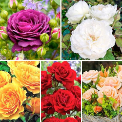 Комплект роз флорибунд Цветной микс из 5 саженцев Насыщенные краски лета