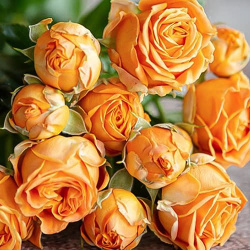 Роза спрей Корал Баблс  один из самых ярких и узнаваемых