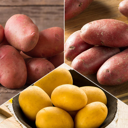 Комплект картофеля Урожайный из 3 сортов 