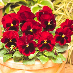 Виола Динамит Рубиновые искры F1 Крупные цветки поражают воображение своей