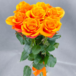 Розы поштучно Гранд Флора 3989 7 оранжевых роз (50 60см)