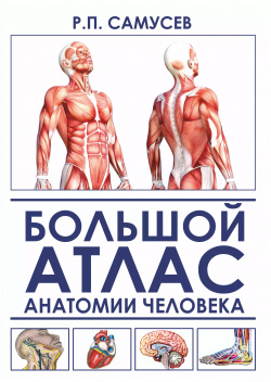 Большой атлас анатомии человека  2 е издание исправленное и дополненное АСТ 9785171127930