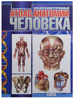 Большой иллюстрированный атлас анатомии человека Владис 9785956719718 