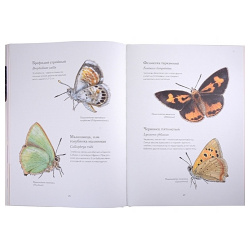 Загадочный мир бабочек Махаон Издательство 978 5 389 19862 3