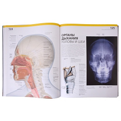 Атлас анатомии человека (DK)  Подробное иллюстрированное руководство Эксмо 978 5 04 164296 9