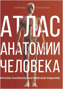 Атлас анатомии человека  Русско латинско английское издание АСТ 978 5 17 160033 4