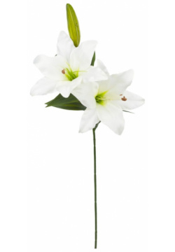 Лилия декоративная 66 см Азалия белый DMH KLP0063/P63 1 