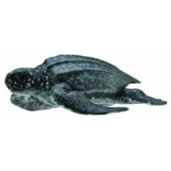 Фигурка животного Кожистая черепаха Collecta 