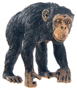 Шимпанзе самка  M Collecta