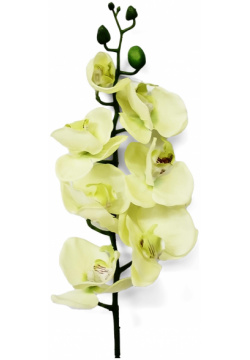 Орхидея фаленопсис Конэко О 57921 76 см 