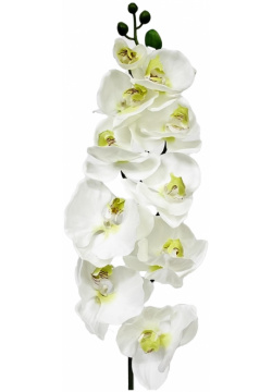 Орхидея фаленопсис Конэко О 71721 102 см 