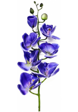 Орхидея фаленопсис Конэко О 56721 76 см 