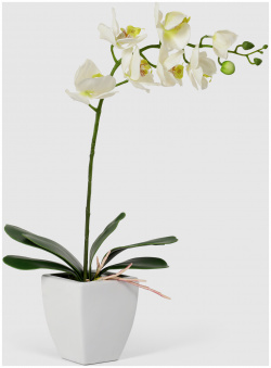 Орхидея Конэко О 578_10159_185 в белом кашпо 60 см 