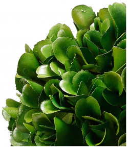 Растение декоративное Glasar Самшит 11х11х14 см