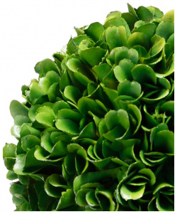 Растение декоративное Glasar Самшит 15х15х36 см