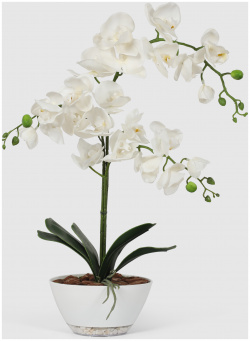 Орхидея Конэко О 554_790 в кашпо лодочка 65 см