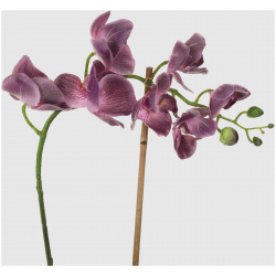 Орхидея Конэко О 572_10164185 в черном кашпо 50 см