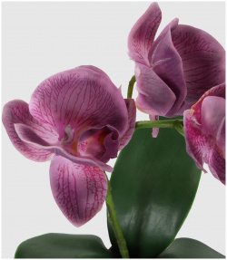 Орхидея Конэко О 572_10163185 в белом кашпо 40 см