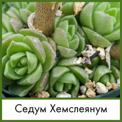 Набор для выращивания семена Суккулент Седум Хемслеянум (Sedum hemsleyanum) нет бренда 