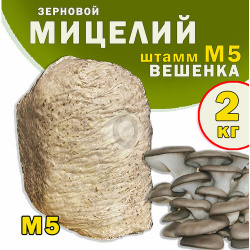 Мицелий вешенки зерновой  семена грибов (штамм М5) 2 кг поГрибок