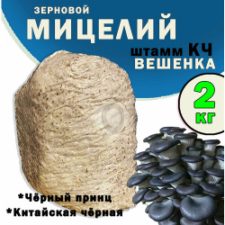 Мицелий вешенки зерновой  семена грибов (штамм Китайский Чёрный) 2 кг поГрибок