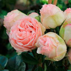 Саженец роза спрей Чарминг Пиано (многоцветковая) Без бренда 