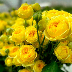 Саженец роза спрей Каталина (многоцветковая) Без бренда Количество цветков на