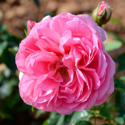 Саженец роза шраб Делия Без бренда Количество цветков на стебле: 1 3 штАромат