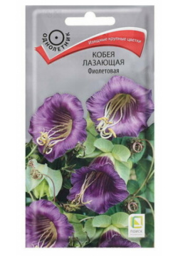 Семена цветов Кобея лазающая "Фиолетовая"  5 шт Поиск