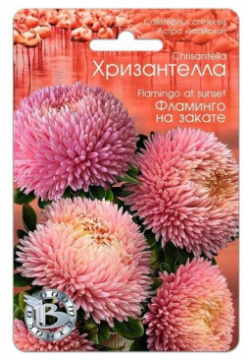 Семена Астры китайской хризантелла "Фламинго на закате" (30 семян) Биотехника 