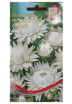 Бессмертник (Гелихризум) Монстроза белый  самый популярный среди сухоцветов украшение любой зимней композиции и букета 100 шт семян Дом